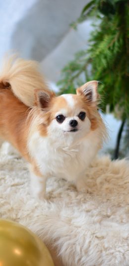 [2436x1125]毛毯 宠物狗 博美犬 迷你 苹果手机壁纸图片