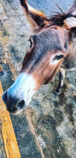 [2436x1125]毛驴 大脸 牲畜 劳动力 苹果手机壁纸图片