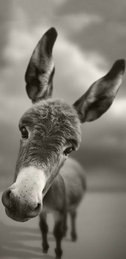 [2436x1125]毛驴 小驴 灰色 苹果手机壁纸图片