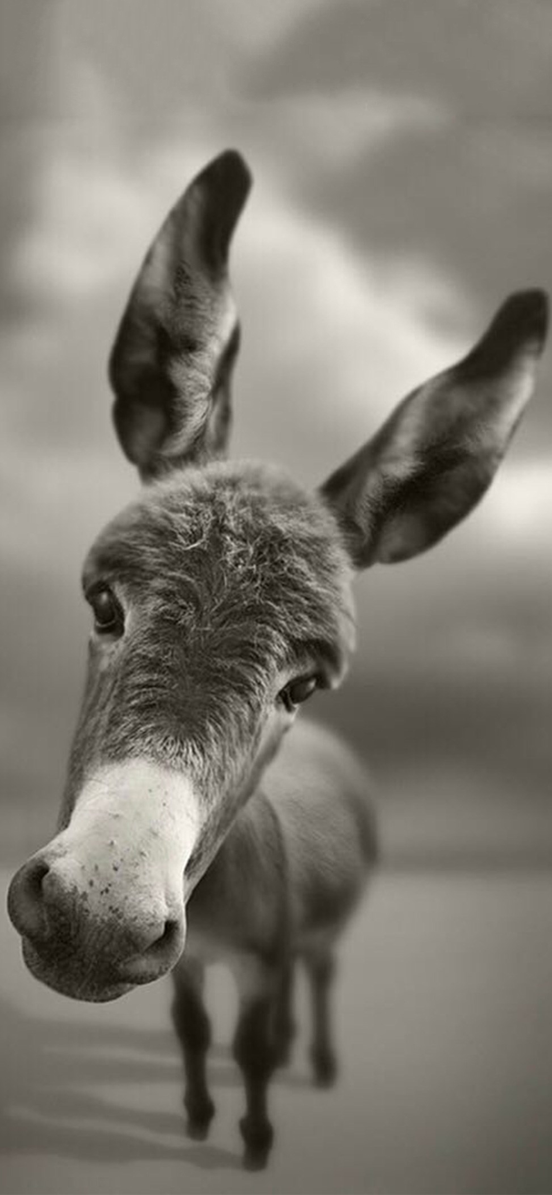 [2436×1125]毛驴 小驴 灰色 苹果手机壁纸图片