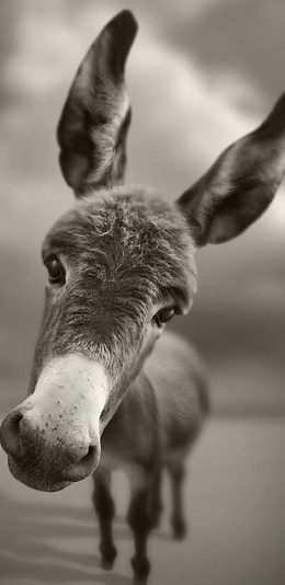 [2436x1125]毛驴 小驴 灰色 大头 苹果手机壁纸图片