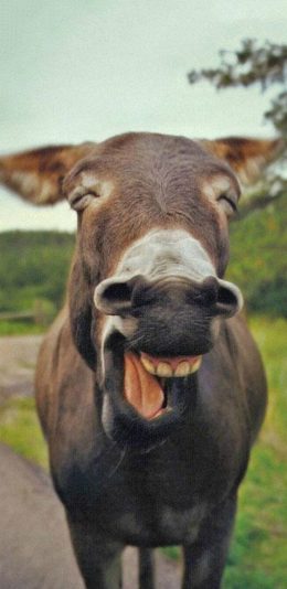 [2436x1125]毛驴 笑脸 棕色 苹果手机壁纸图片