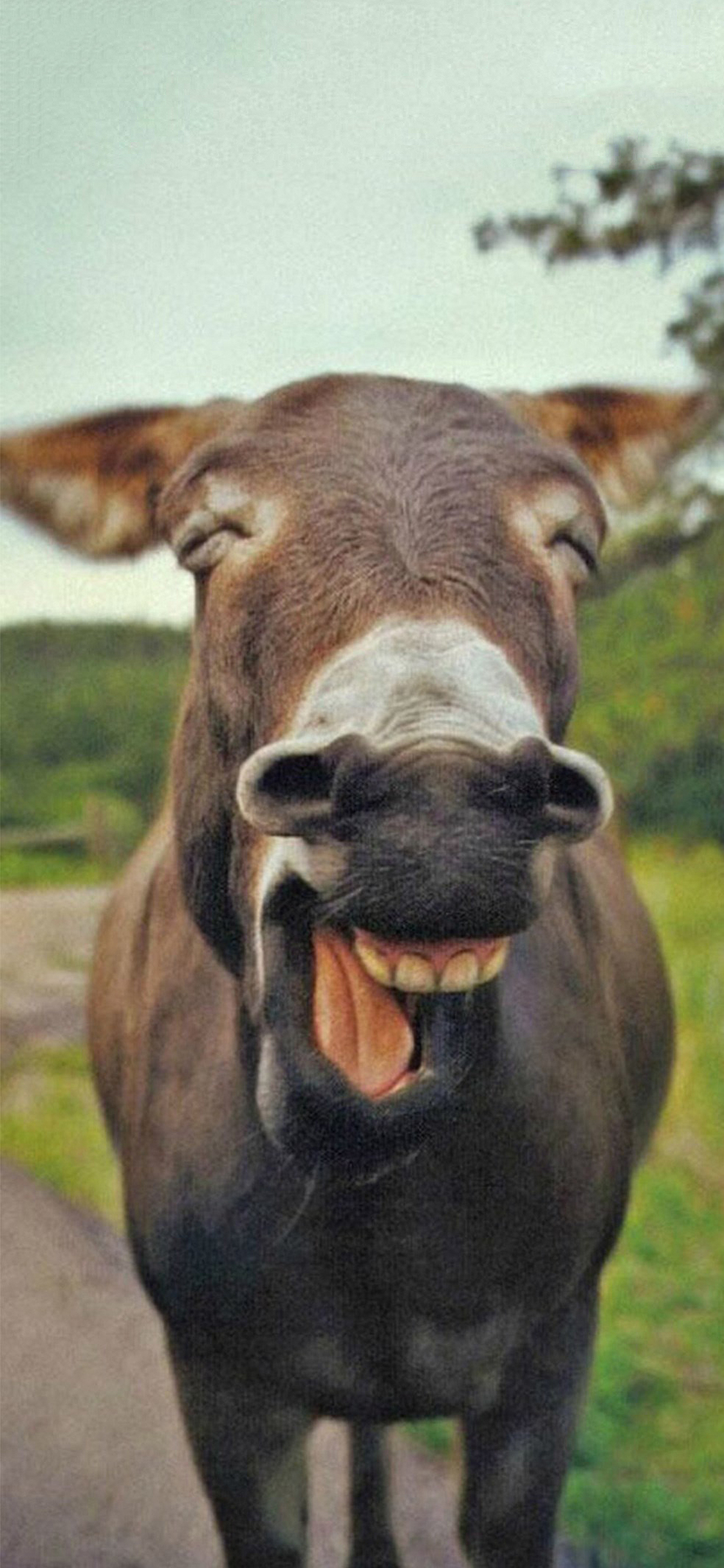 [2436×1125]毛驴 笑脸 棕色 苹果手机壁纸图片