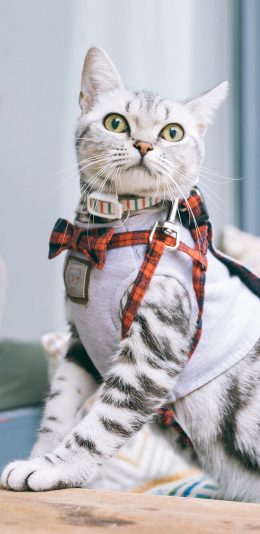 [2436x1125]毛默 宠物 绳索 溜猫 苹果手机壁纸图片