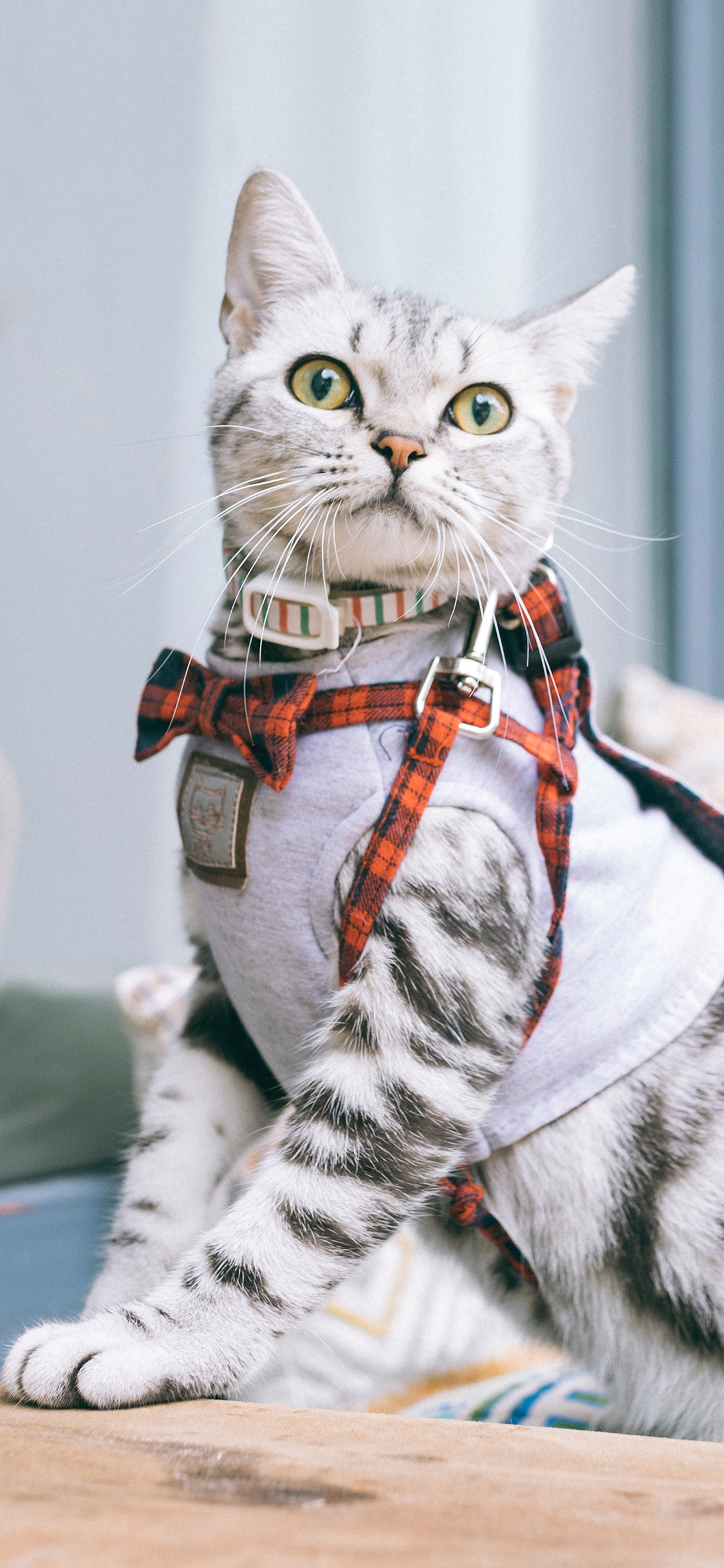 [2436×1125]毛默 宠物 绳索 溜猫 苹果手机壁纸图片