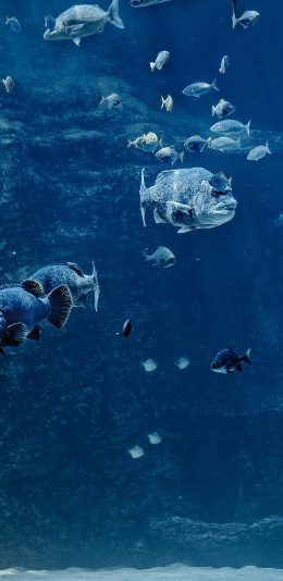 [2436x1125]水族馆 海底世界 海鱼 鱼群 苹果手机壁纸图片