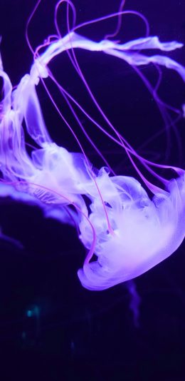 [2436x1125]水母  浮游 海洋生物 触手 苹果手机壁纸图片