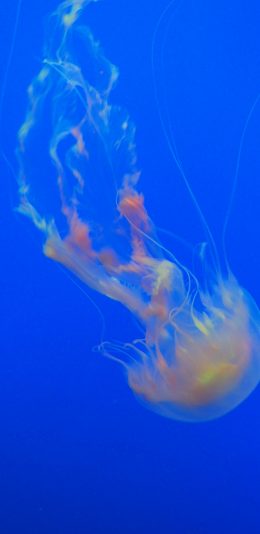 [2436x1125]水母  海洋生物 海底 苹果手机壁纸图片