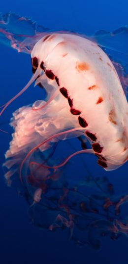 [2436x1125]水母  触手 海洋生物 浮游 苹果手机壁纸图片