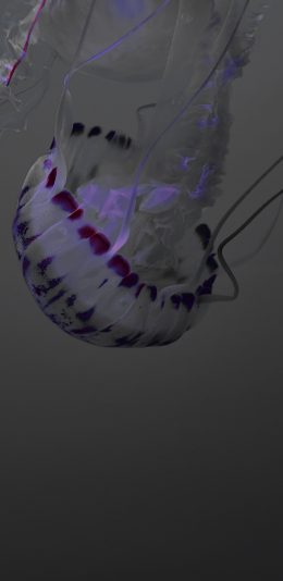 [2436x1125]水母 出游 浮游 海洋生物 透明 苹果手机壁纸图片