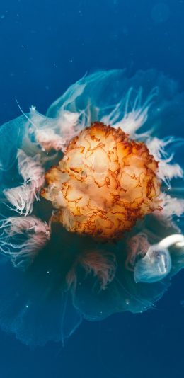 [2436x1125]水母 动物 海洋生物  海洋 苹果手机壁纸图片