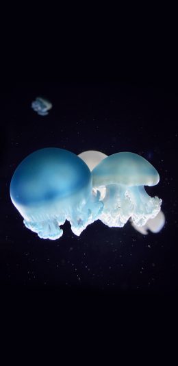 [2436x1125]水母 动物 深海 海洋 蓝 苹果手机壁纸图片