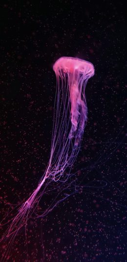 [2436x1125]水母 发光 海洋生物 游动 苹果手机壁纸图片