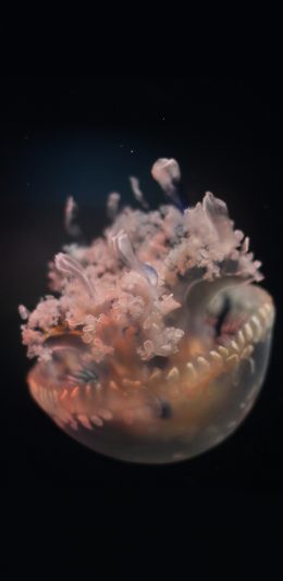 [2436x1125]水母 唯美 海底 海洋生物 苹果手机壁纸图片