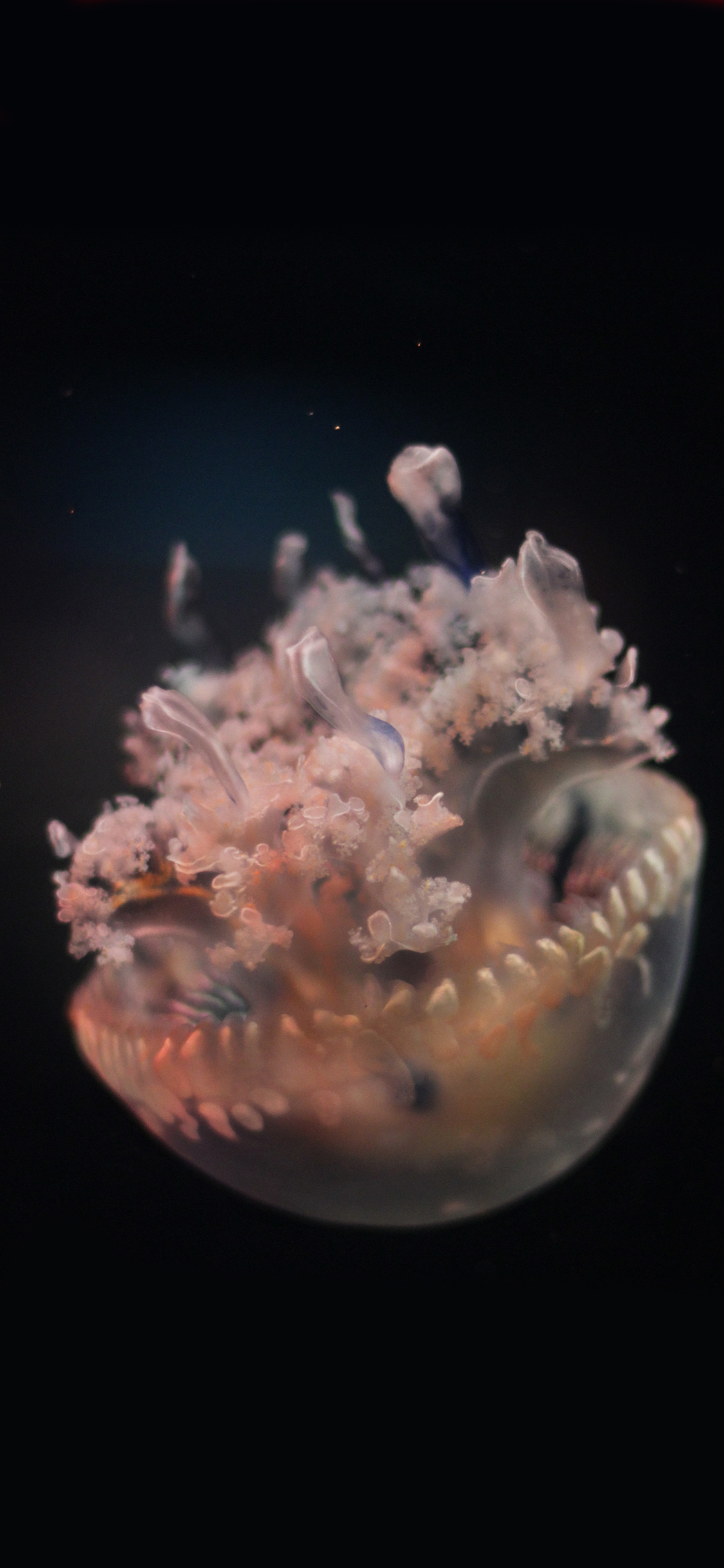 [2436×1125]水母 唯美 海底 海洋生物 苹果手机壁纸图片