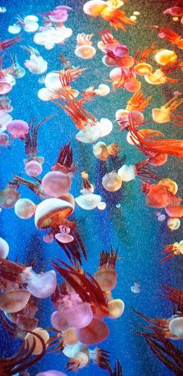 [2436x1125]水母 密集 养殖 色彩 苹果手机壁纸图片