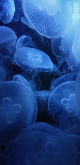 [2436x1125]水母 密集 浮游  透明 苹果手机壁纸图片