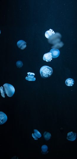 [2436x1125]水母 密集 浮游 透明 苹果手机壁纸图片