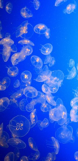 [2436x1125]水母 密集 海洋生物 浮游 唯美 苹果手机壁纸图片