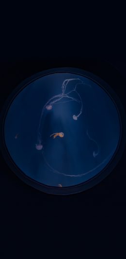[2436x1125]水母 水族 养殖 蓝色 海洋生物 圆形 苹果手机壁纸图片