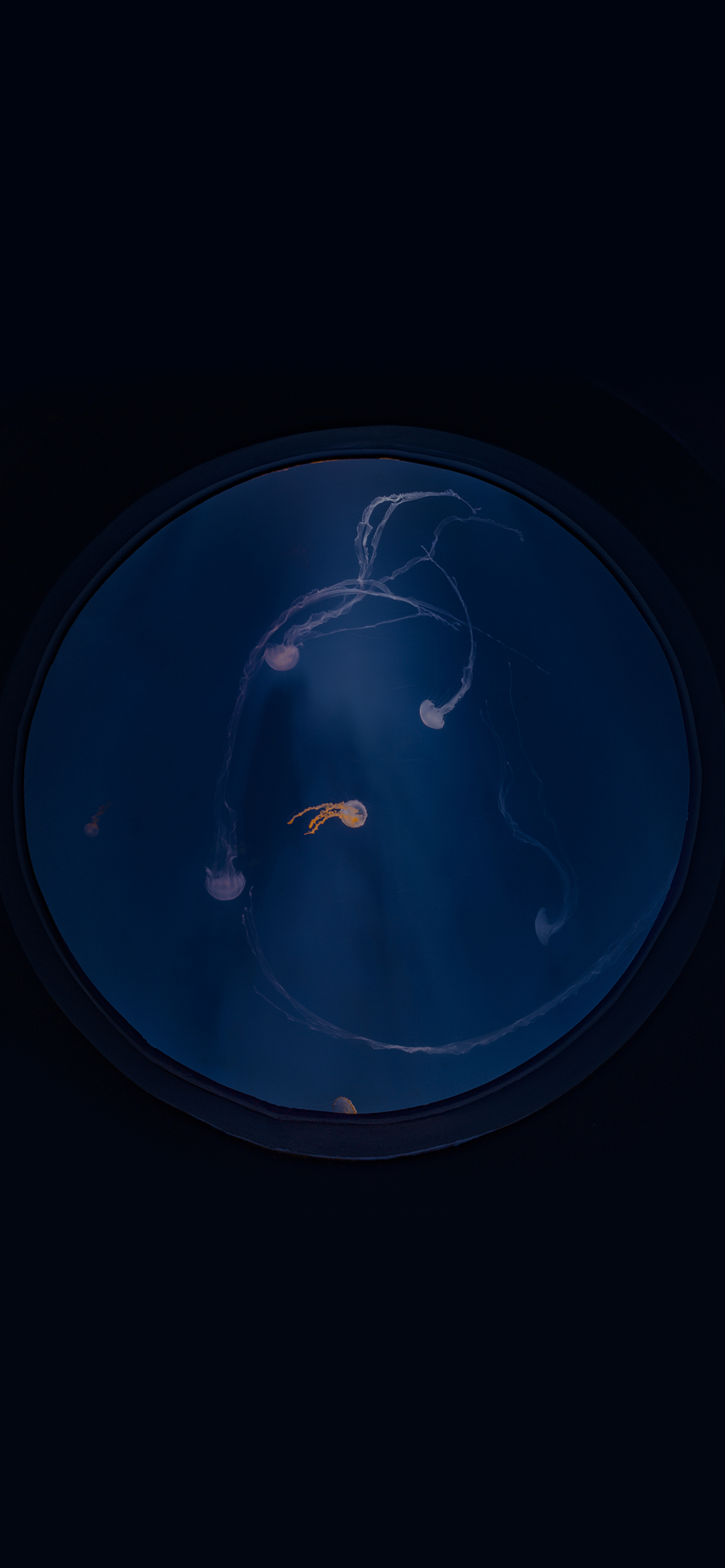 [2436×1125]水母 水族 养殖 蓝色 海洋生物 圆形 苹果手机壁纸图片