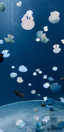 [2436x1125]水母 水族馆 浮游 海水 苹果手机壁纸图片