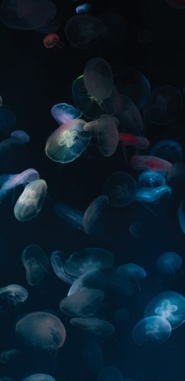 [2436x1125]水母 浮游 养殖 她们 苹果手机壁纸图片