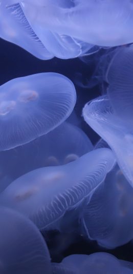 [2436x1125]水母 浮游 密集 海洋 苹果手机壁纸图片