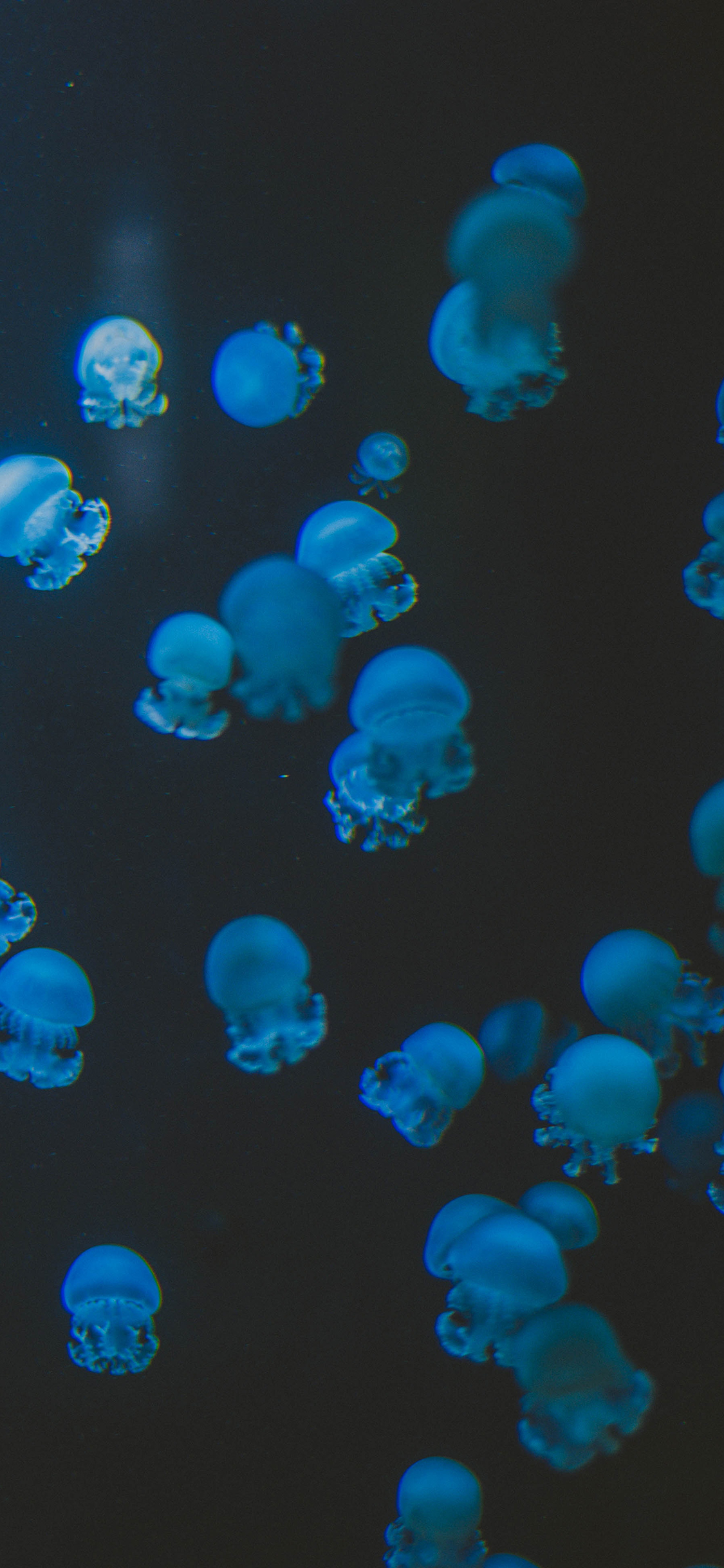 [2436×1125]水母 浮游 密集 海洋生物 苹果手机壁纸图片
