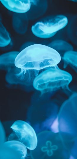 [2436x1125]水母 浮游 密集 透明 海蜇 苹果手机壁纸图片