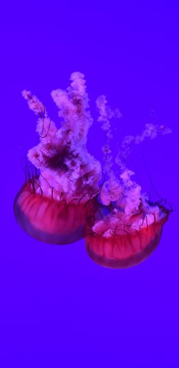 [2436x1125]水母 浮游 海洋 生物 苹果手机壁纸图片