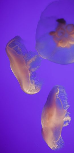 [2436x1125]水母 浮游 海洋 透明 苹果手机壁纸图片