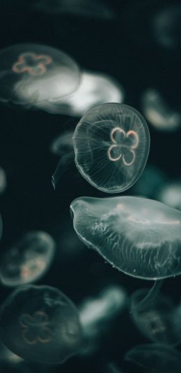 [2436x1125]水母 浮游 海洋生物 密集 苹果手机壁纸图片