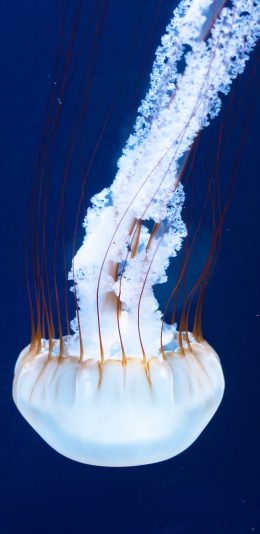 [2436x1125]水母 浮游 海洋生物 洁白 苹果手机壁纸图片