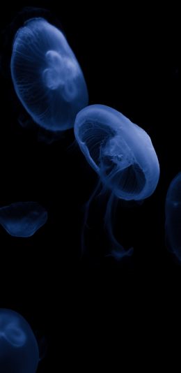 [2436x1125]水母 浮游 海洋生物 海底 苹果手机壁纸图片