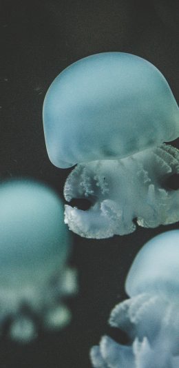 [2436x1125]水母 浮游 海洋生物 漂浮 苹果手机壁纸图片