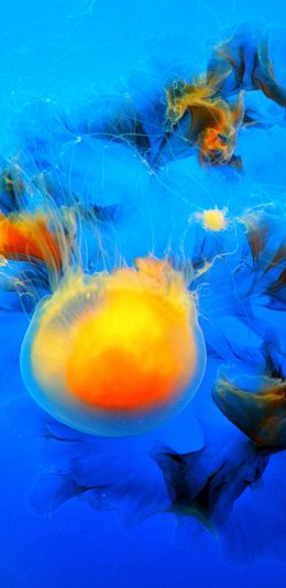 [2436x1125]水母 浮游 海洋生物 蔚蓝 苹果手机壁纸图片