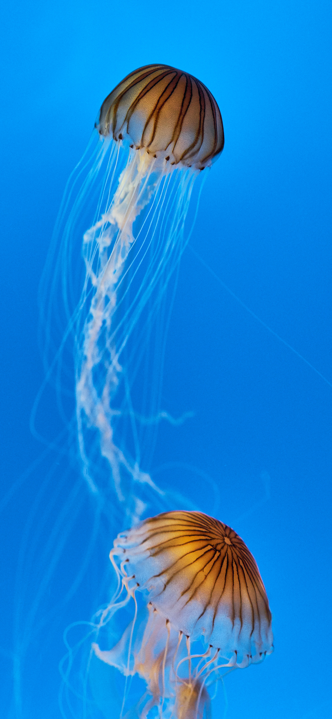 [2436×1125]水母 浮游 海洋生物 触手 苹果手机壁纸图片