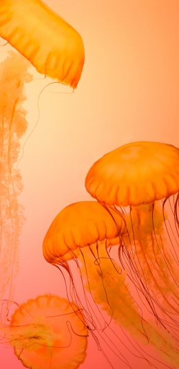 [2436x1125]水母 浮游 海洋生物 触手 长须 苹果手机壁纸图片