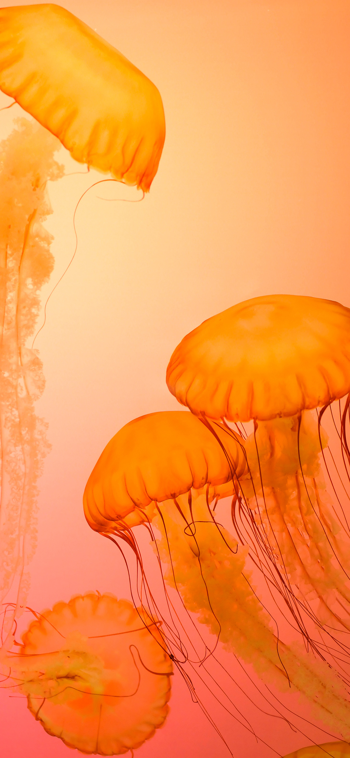 [2436×1125]水母 浮游 海洋生物 触手 长须 苹果手机壁纸图片