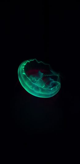 [2436x1125]水母 浮游 海洋生物 透明 苹果手机壁纸图片