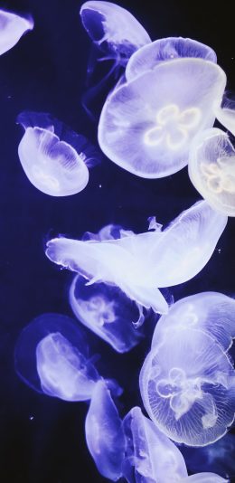 [2436x1125]水母 浮游 群体 荧光 苹果手机壁纸图片