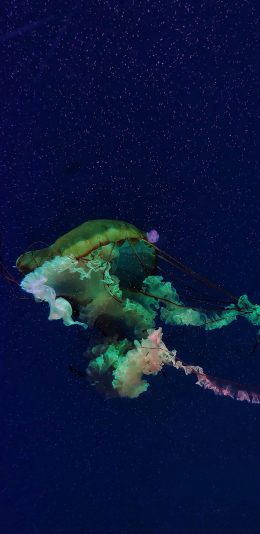 [2436x1125]水母 浮游 色彩 触手 苹果手机壁纸图片