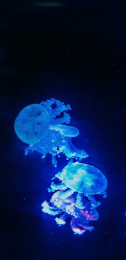 [2436x1125]水母 浮游 荧光 海洋生物 苹果手机壁纸图片