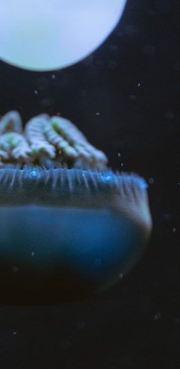 [2436x1125]水母 浮游 观赏 海洋 苹果手机壁纸图片