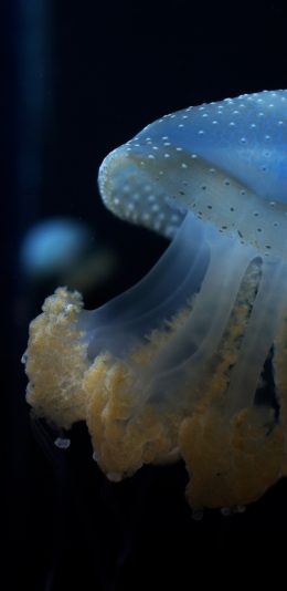 [2436x1125]水母 浮游 触手 苹果手机壁纸图片