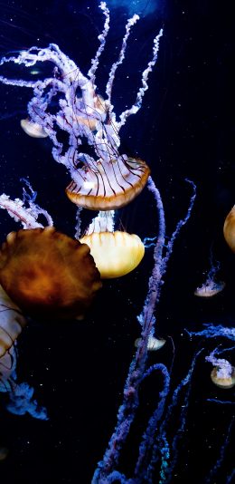 [2436x1125]水母 浮游 触手 密集 苹果手机壁纸图片