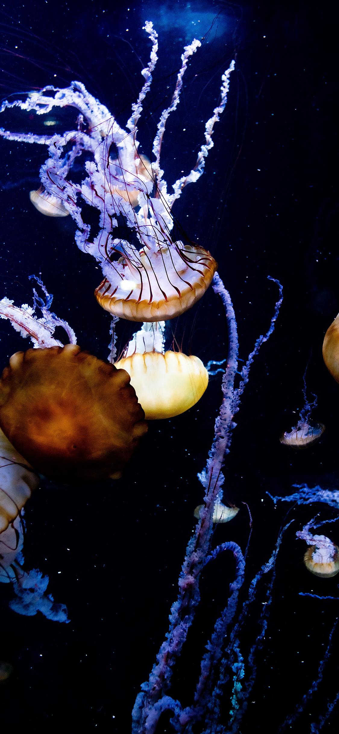 [2436×1125]水母 浮游 触手 密集 苹果手机壁纸图片