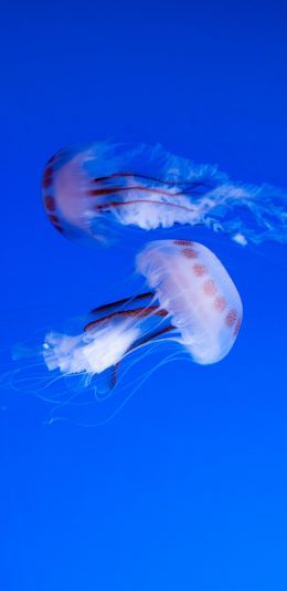[2436x1125]水母 浮游 触手 海洋生物 苹果手机壁纸图片