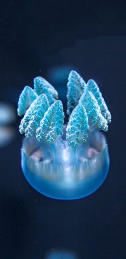 [2436x1125]水母 浮游 触手 蓝 苹果手机壁纸图片